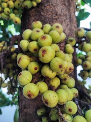 Ola fruits or Ficus racemosa, the cluster fig