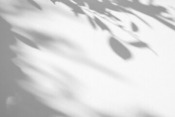 Abstract natural tree leaves shadow on white wall background