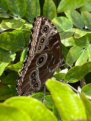 Malachite butterfly standing on a green leaf in the nature, garden.