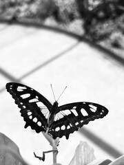 Malachite butterfly standing on a green leaf in the nature, garden.