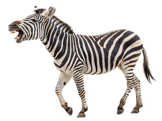 Fototapeta premium Zebra with Stripes Walking and Roaring – Isolated on White Background, Transparent PNG, AI Generated