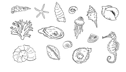 Sea shell sketch ocean life hand drawn illustration. Outline modern style, summer, vacation, beach design elements. Coral and seaweed, starfish line.  © Alyona