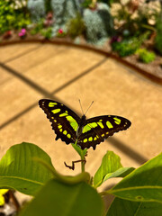 Malachite butterfly standing on a green leaf in the nature, garden.