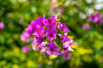 Paperflower. Bougainvillea glabra, the lesser bougainvillea or paperflower, is the most common species of bougainvillea used for bonsai. The epithet 'glabra' comes from Latin and means 