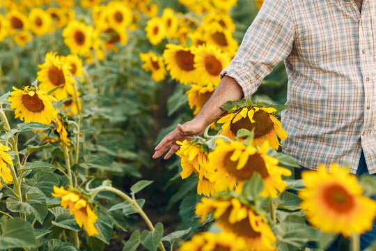 Man farmer walking with hands touching flowers in a sunflower field