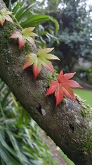 Vibrant Autumn Maple Leaves on Mossy Tree Branch