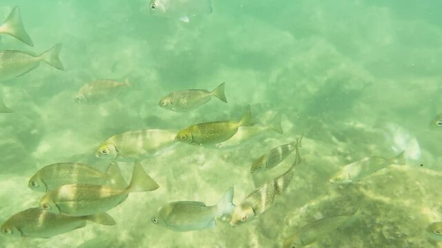 Underwater Snorkeling with Rabbitfish at Yanui Beach