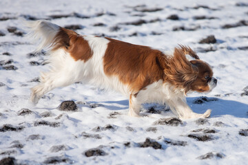 Cavalier King Charles Spaniel walks through a snowy field