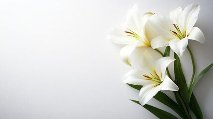 Obraz premium Elegant White Lily Flowers on White Background with Ample Copy Space for Text or Design