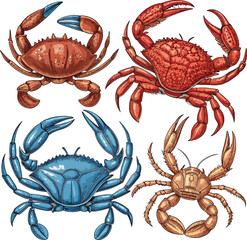 Crab Seafood Vector Set Illustration for Culinary Design
