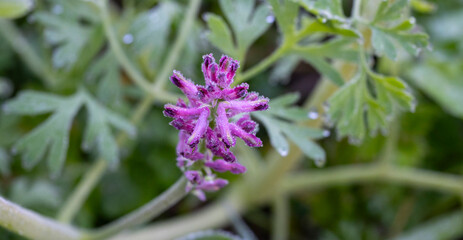 Common fumitory. Fumaria officinalis, the common fumitory, drug fumitory or earth smoke, is a herbaceous annual flowering plant in the poppy family Papaveraceae. It is the most common species of the g