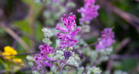 Common fumitory. Fumaria officinalis, the common fumitory, drug fumitory or earth smoke, is a herbaceous annual flowering plant in the poppy family Papaveraceae. It is the most common species of the g