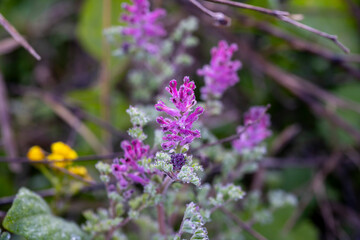 Common fumitory. Fumaria officinalis, the common fumitory, drug fumitory or earth smoke, is a herbaceous annual flowering plant in the poppy family Papaveraceae. It is the most common species of the g