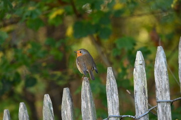 Rougegorge familier dans un bois
