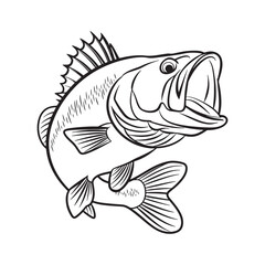 Fototapeta premium Vintage bass fish line art vector illustration isolated on white background