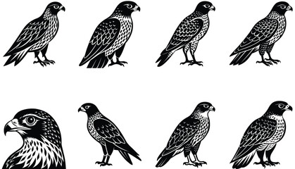 Hawk Bird Vector Shilhouette Bundle Set Collection