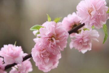 pink cherry blossoms