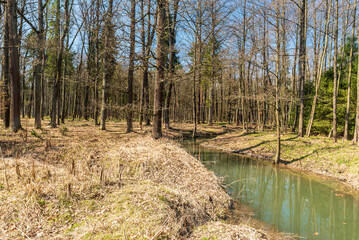 Forest with grass and meandering small river during early springtime © honza28683
