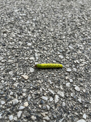 A close-up of a bright green caterpillar with a segmented body and small black dots, moving across a rough asphalt surface. The vibrant color of the insect contrasts with the gray tones of the pavemen