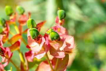 Upright Myrtle Spurge (Euphorbia rigida), turned to crimson color. Sutlegen, Antalya