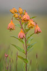 Stunning Bell-Shaped Flowers Blooming in Meadow