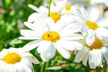 Fototapeta premium Common daisy. Bellis perennis, the daisy, is a European species of the family Asteraceae, often considered the archetypal species of the name daisy. To distinguish this species from other plants known