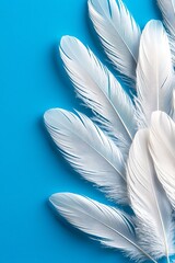 Naklejka premium White Feathers on Blue Background (1)