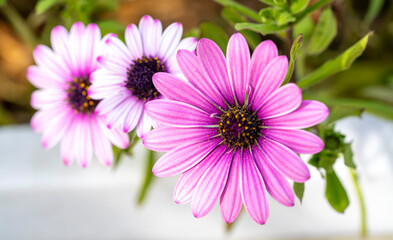 Obraz premium Cape marguerite. Dimorphotheca ecklonis, also known as Cape Marguerite, African daisy, Van Staden's River daisy, Sundays River daisy, white daisy bush, blue-and-white daisy bush, star of the veldt, Ka