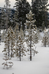 lonely trees in winter fores