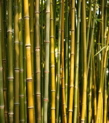 Vertical bamboo stalks, natural texture, warm tones, background, green, pattern