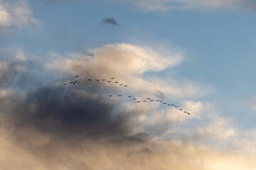 A flock of birds flying in the sky in formation at sunset showing the group of birds located in Spain