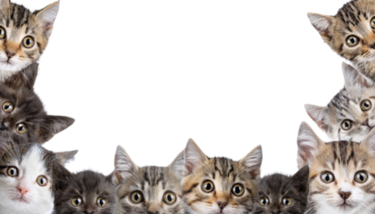 Adorable group of kittens showcasing various breeds and expressions, perfect for pet lovers.