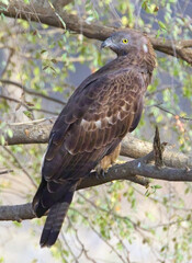 Oriental Honey Buzzard or Crested honey-buzzard (Pernis ptilorhynchus) perched in a tree, Ranthambhore National Park, Rajasthan, India.