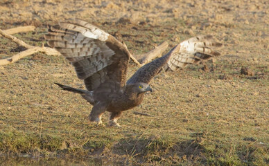 Oriental Honey Buzzard or Crested honey-buzzard (Pernis ptilorhynchus) just taking off, Ranthambhore National Park, Rajasthan, India.