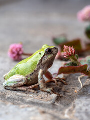 A small, vibrant green Japanese tree frog