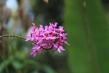 close up of a purple flower
