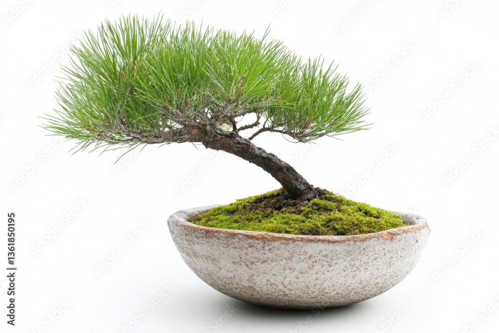 Aufkleber Beautiful bonsai tree showcasing intricate branch structure and vivid green needles in a minimalistic pot setting