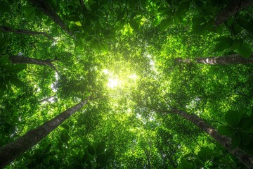 Fototapeta premium Sunlight filters through a lush green canopy in a dense forest showcasing nature's beauty and tranquility