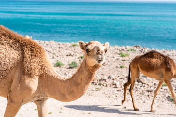 Kamele am felsigen Strand des Oman mit türkisfarbenem Meer