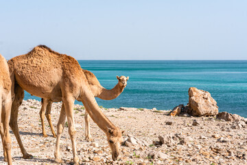 Kamele am felsigen Strand des Oman mit t&uuml;rkisfarbenem Meer