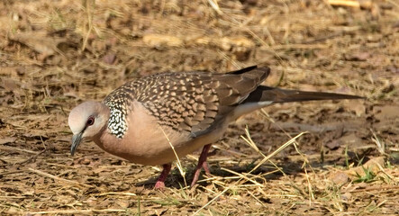 Spotted Dove or Eastern spotted dove (Spilopelia chinensis), close, feeding on the ground, Ranthambhore National Park, Rajasthan, India.