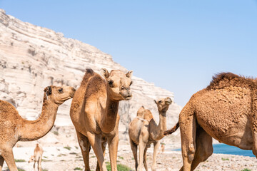 Kamele am felsigen Strand des Oman mit türkisfarbenem Meer