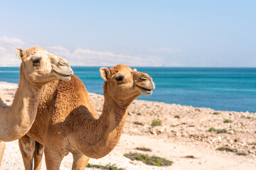 Kamele am felsigen Strand des Oman mit türkisfarbenem Meer