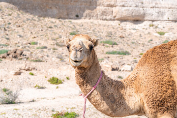 Freundliches Kamel mit rosa Halfter in der Wüste des Oman