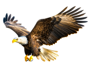 Majestic bald eagle in flight nature scene wildlife isolated on transparent background