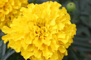 yellow chrysanthemum flower