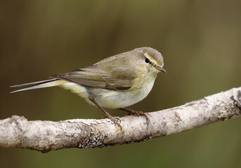Fototapeta premium Common chiffchaff (Phylloscopus collybita) perched on a branch in spring. 