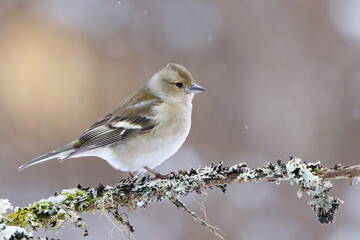 Common chaffinch (Fringilla coelebs) female perched on a branch in snowfall in early spring.	
