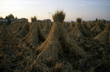 Drying rice after harvesting at sunset, Iwate, Tohoku, Japan