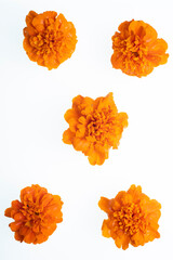 tagetes erecta flowers on white background